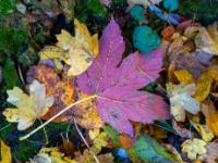Herbstblatt Ansammlung in Gelb und Violett
